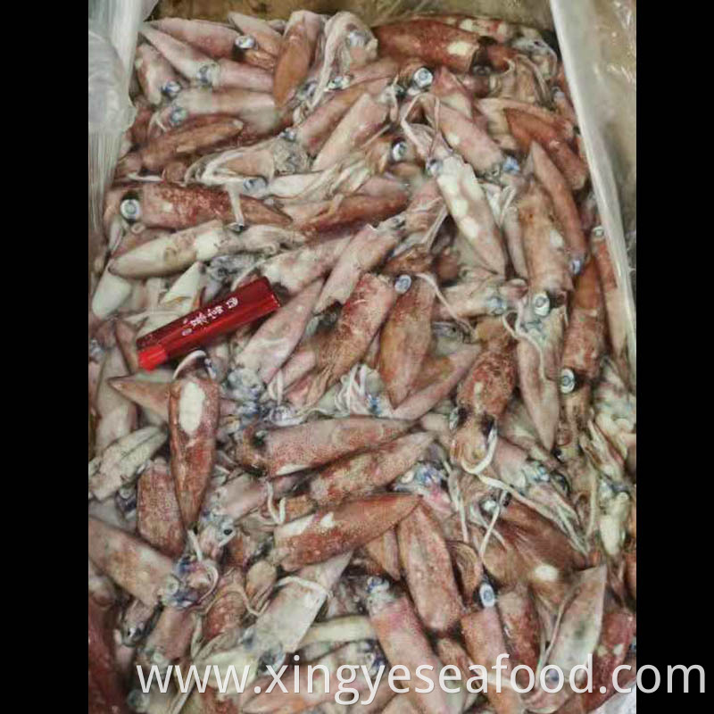 Frozen Squid Loligo Chinensis